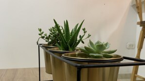 Un tavolo in legno con tre vasi dorati contenenti diverse piante grasse.
