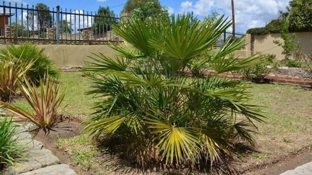 Una pequeña palmera en una zona ajardinada con una cerca metálica y edificios al fondo.