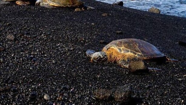 A beach with black sand, palm trees, and a sea turtle. - #26 Colony One at Sea Mt. Punalu`u (Pahala)