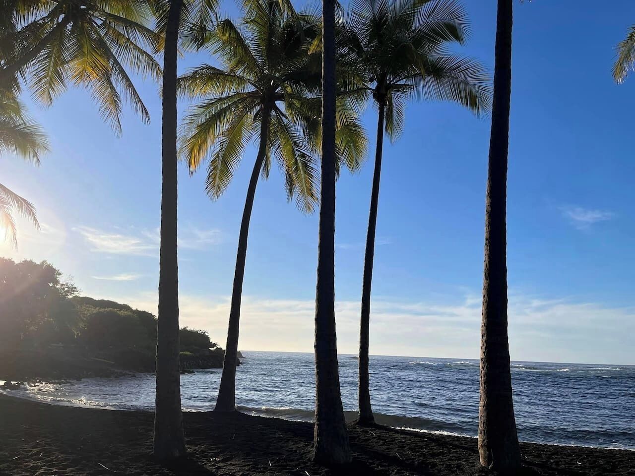 Une plage bordée de hauts palmiers, offrant une vue dégagée sur l’océan.