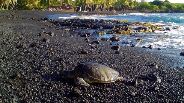 Eine Schildkröte an einem schwarzen Sandstrand, im Hintergrund Palmen und das Meer.