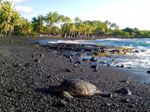 A turtle on a black sand beach with palm trees and ocean in the background.