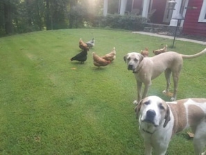 Un patio cubierto de césped con varias gallinas y dos perros.