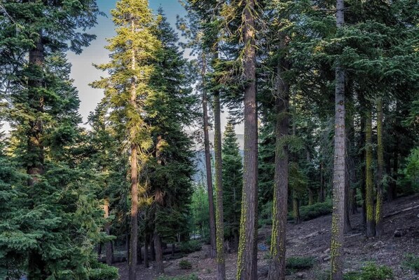 A dense forest with tall trees and a clear sky. - Tahoe Treehouse: Hot Tub, Near Northstar, Views (Tahoe Vista)
