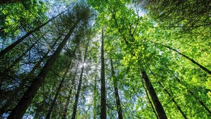 Un bosque denso con árboles altos y luz solar filtrándose entre las copas.