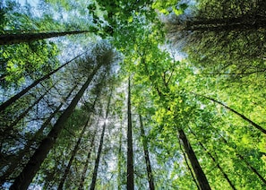 A dense forest with tall trees and sunlight filtering through the canopy. - 2 bedroom accommodation in Webbery, Bideford (Webbery, Bideford)