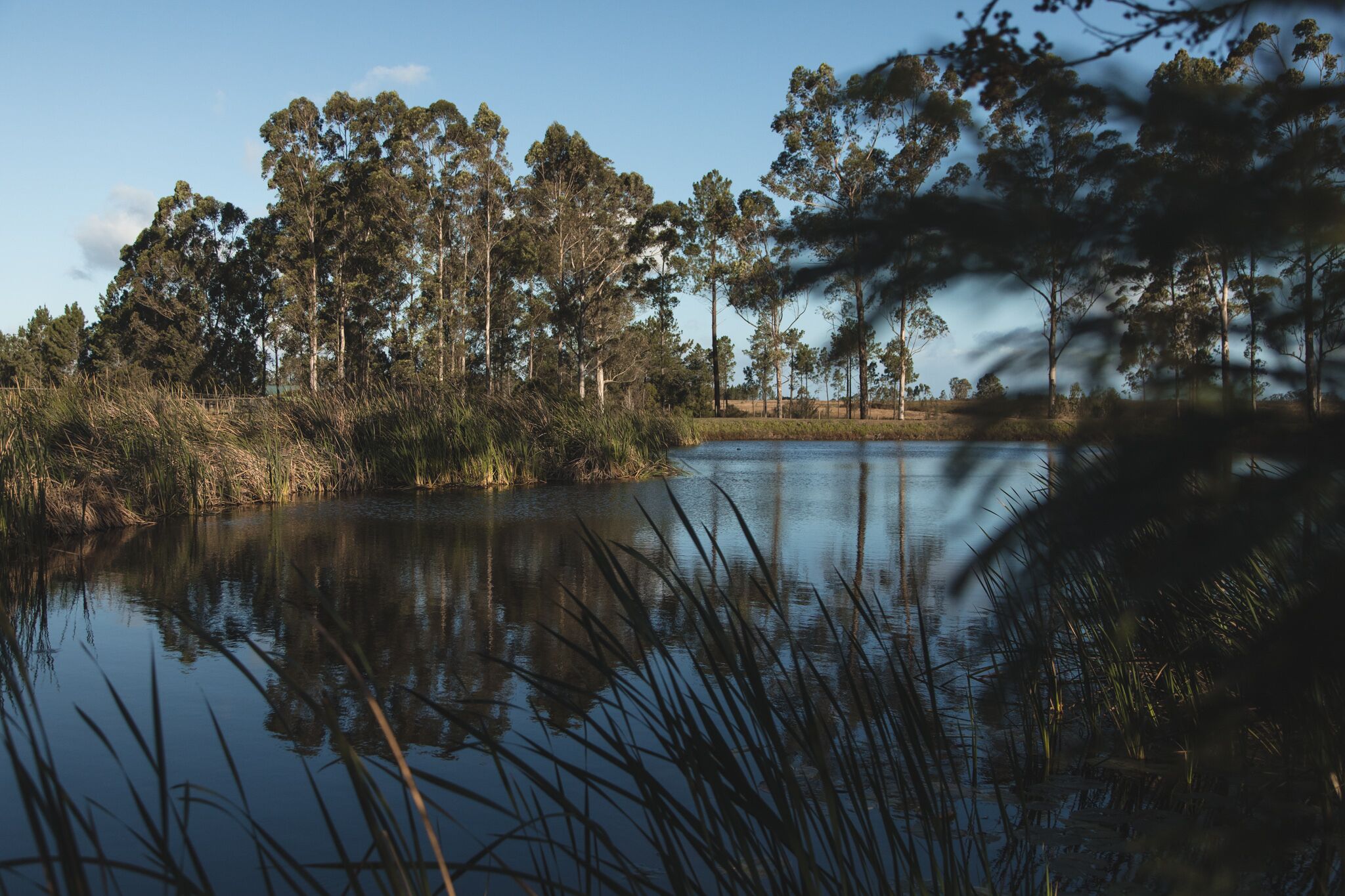 Escena tranquila junto al lago, con altos árboles y juncos.