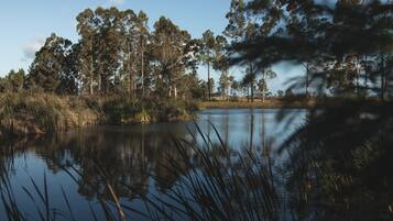 Escena tranquila junto al lago, con altos árboles y juncos.