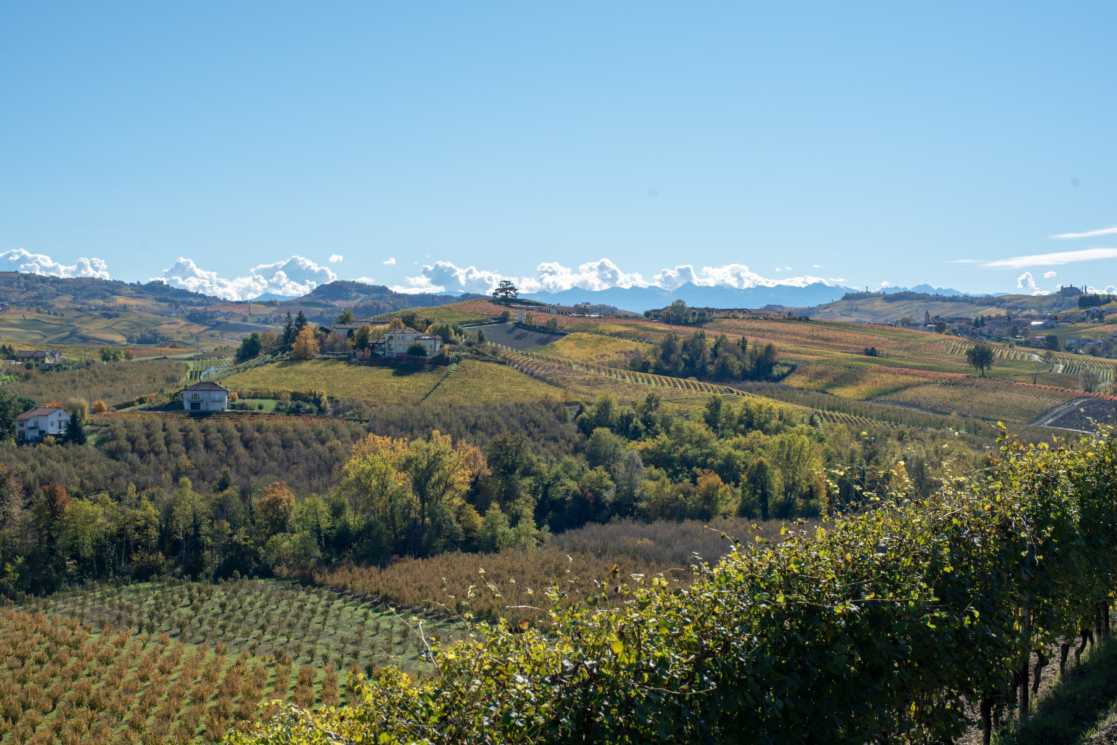 Paisaje de viñedos con colinas ondulantes, casas dispersas y montañas lejanas bajo un cielo despejado.