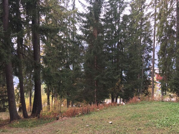 Terrain de l’hébergement 