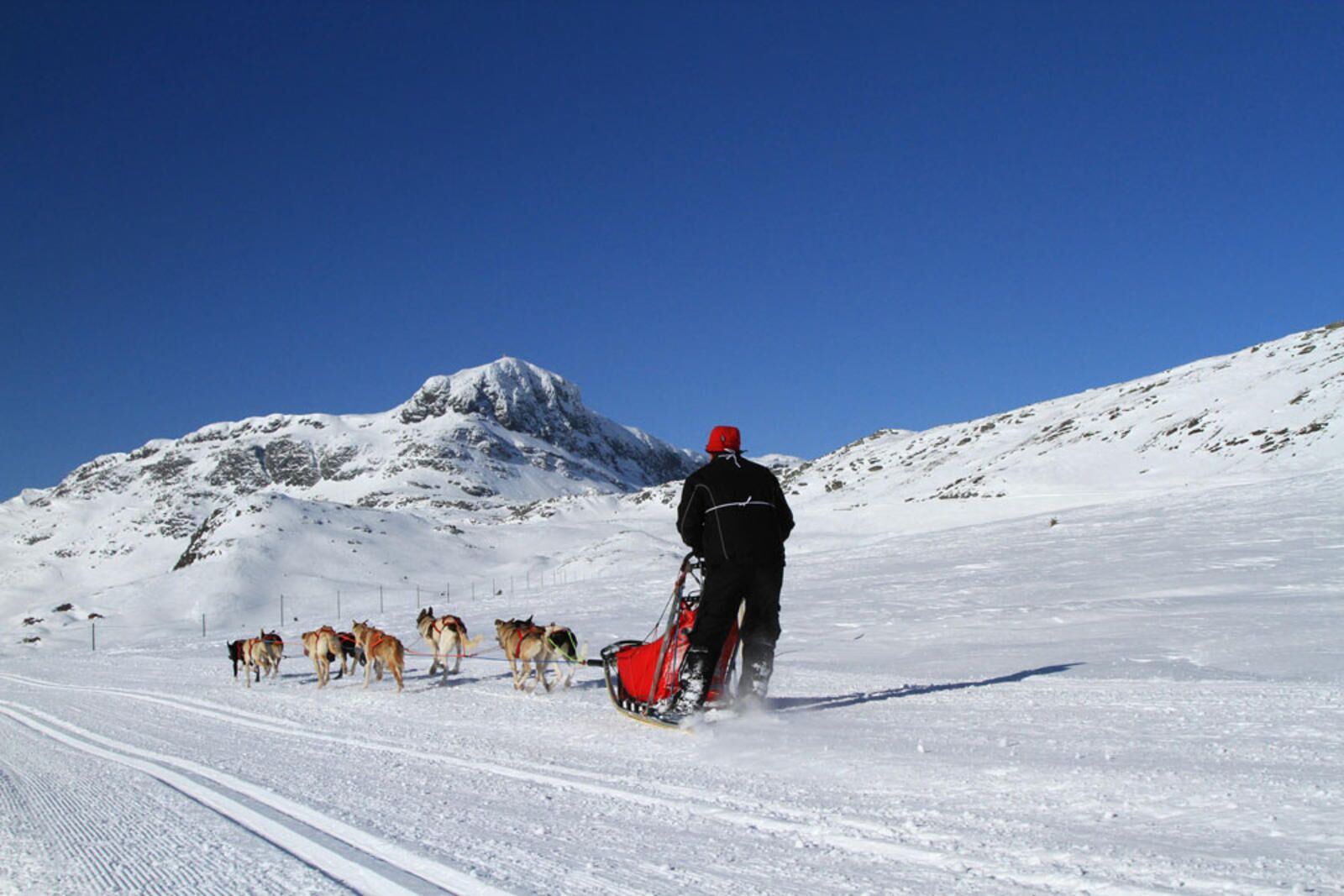 Una persona encapçala un grup de gossos de trineu en un sender nevós amb un trineu vermell, amb una muntanya al fons.