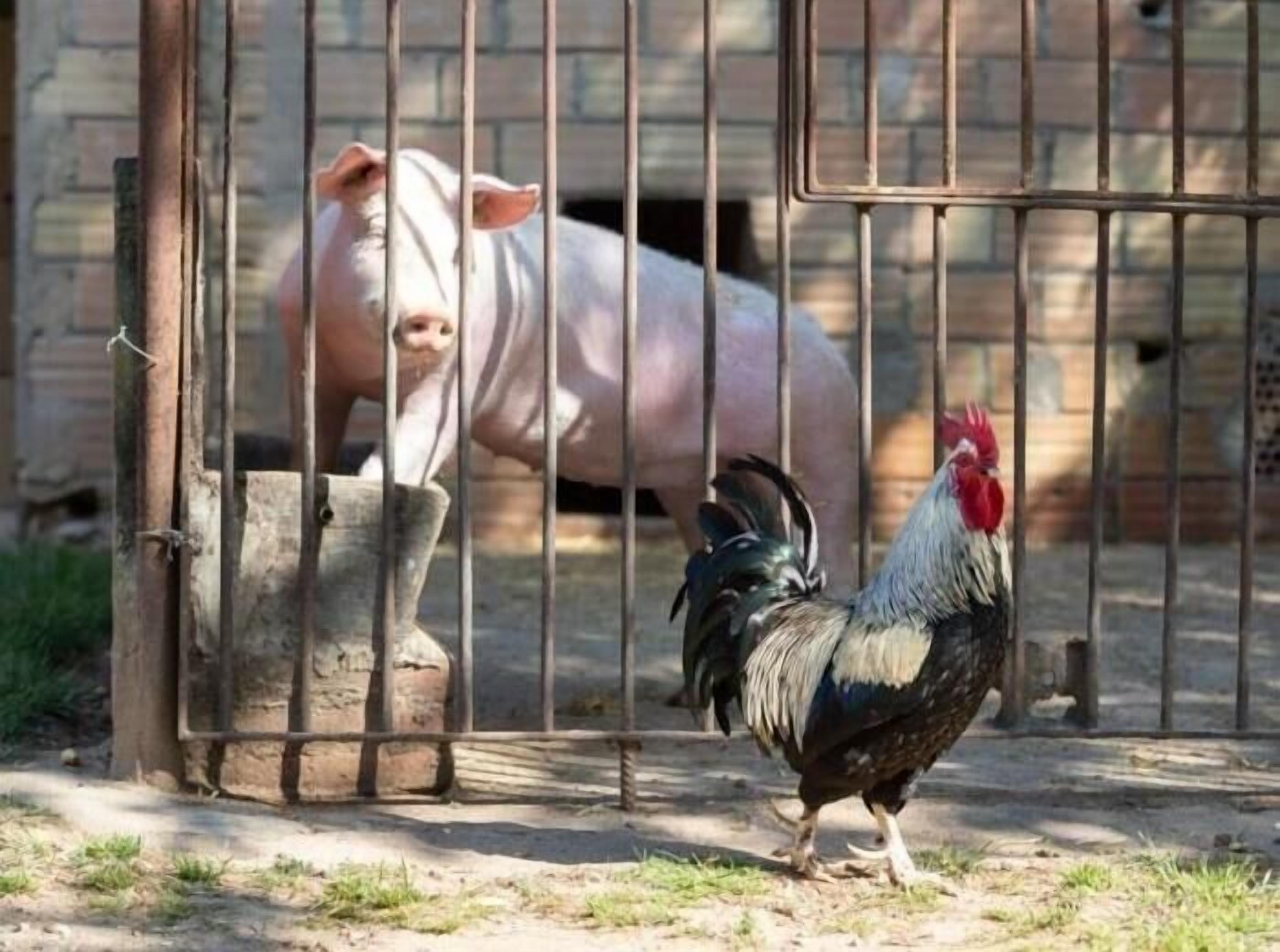 Un gallo y un cerdo dentro de un corral cercado.