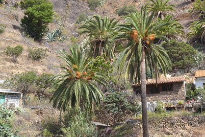 C. Rural Risco Padrón: Beautiful old house in an environment of total tranquility