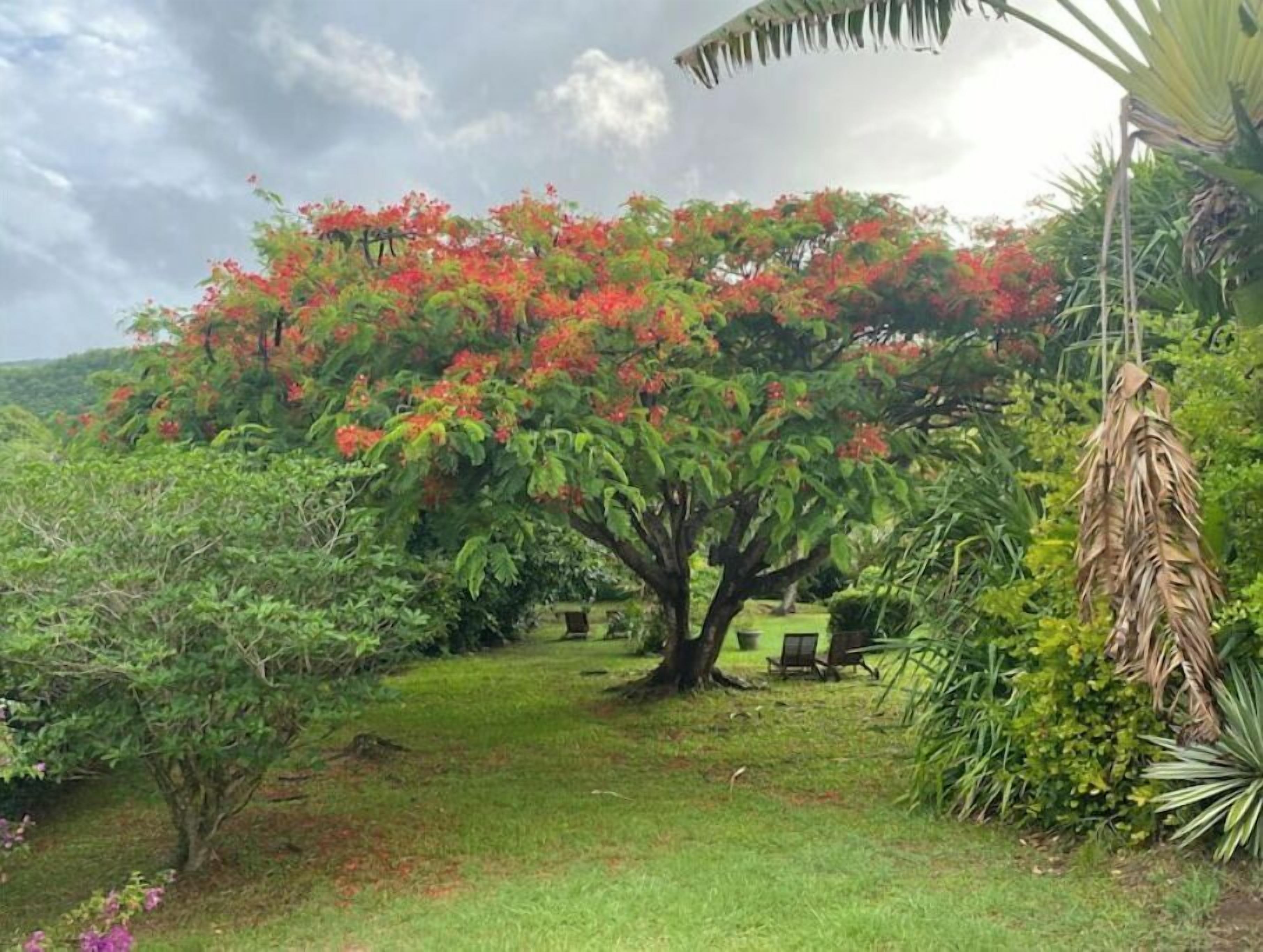 Un jardin luxuriant, avec un grand arbre aux fleurs rouges, entouré de divers arbustes verts et d’un palmier.