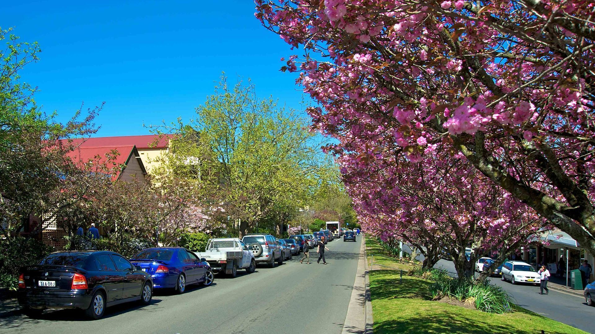 A street lined with parked cars and blooming cherry trees.
