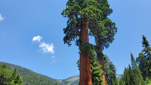 A tall redwood tree in a forested area with a clear blue sky.