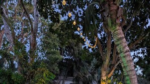 A tropical garden with a large rock centerpiece, palm trees, and string lights. - Beautiful Cabin with private dock in Bacalar Lake (Buenavista)