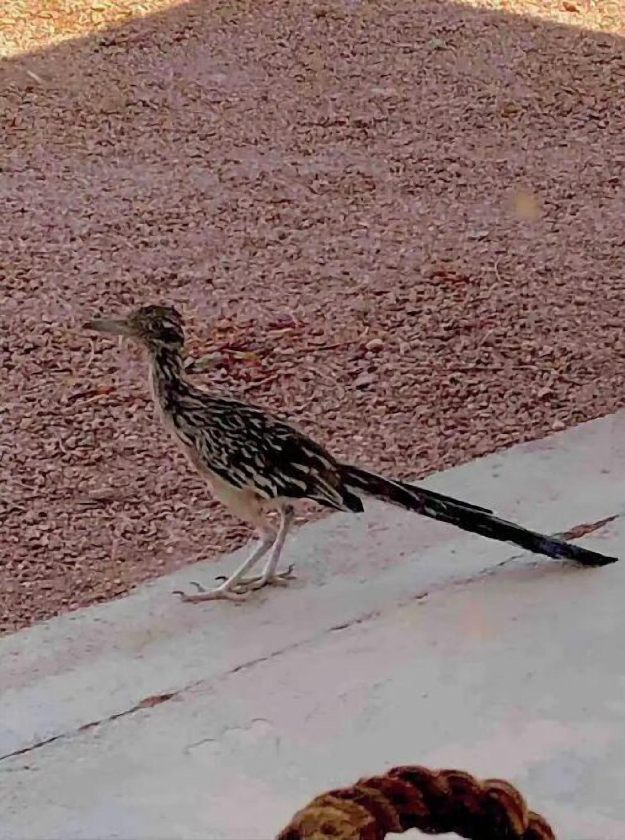 Un oiseau perché sur une surface en béton.