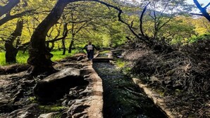 A narrow stone pathway through a wooded area with a person walking away from the camera.