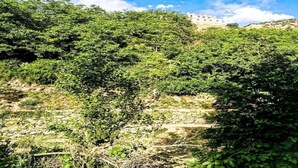 A natural landscape with dense greenery and a building in the background.