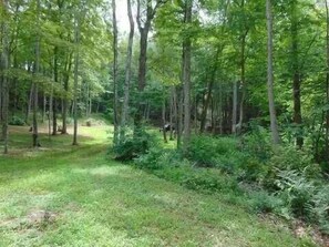Escape to a serene forested area surrounded by lush trees and underbrush.
