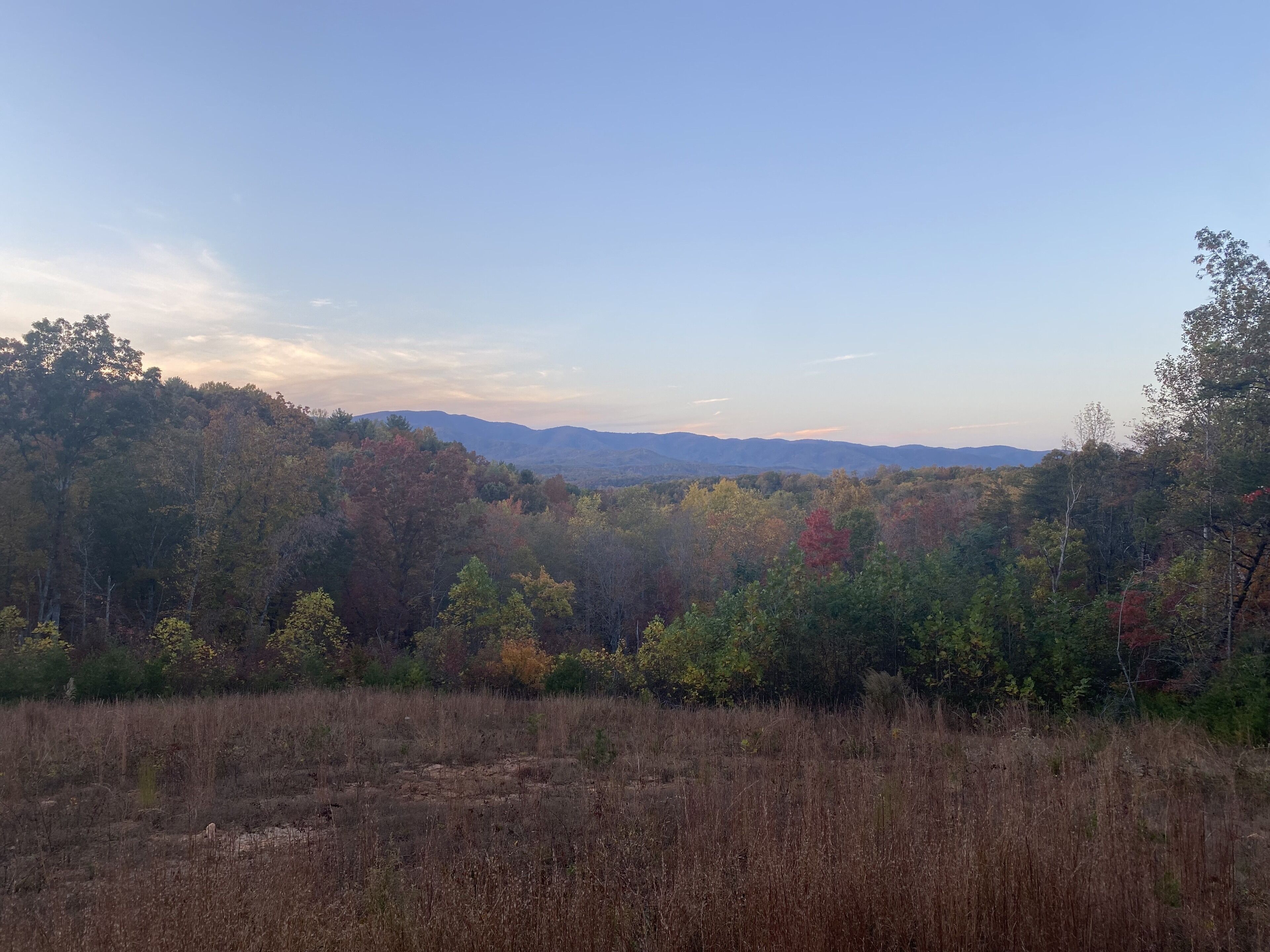 A forested landscape with a clear sky.
