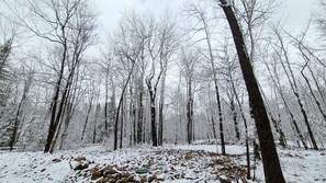 Ein Wald mit schneebedecktem Boden und Bäumen.