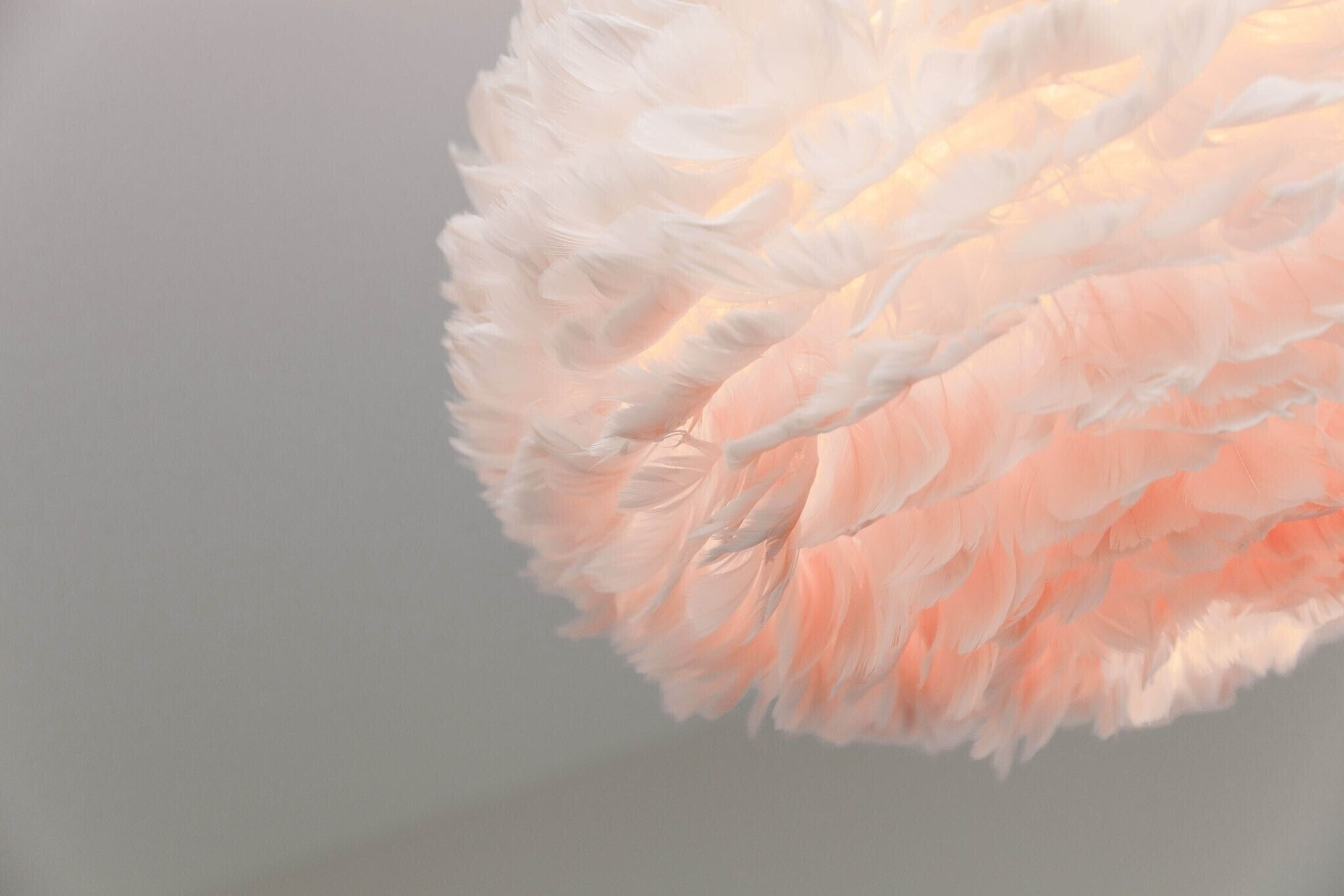 A close-up of a feather-like structure with a gradient from white to pink.