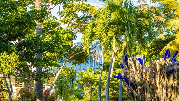 A pathway lined with palm trees and tropical plants, leading to a building with a blue facade.