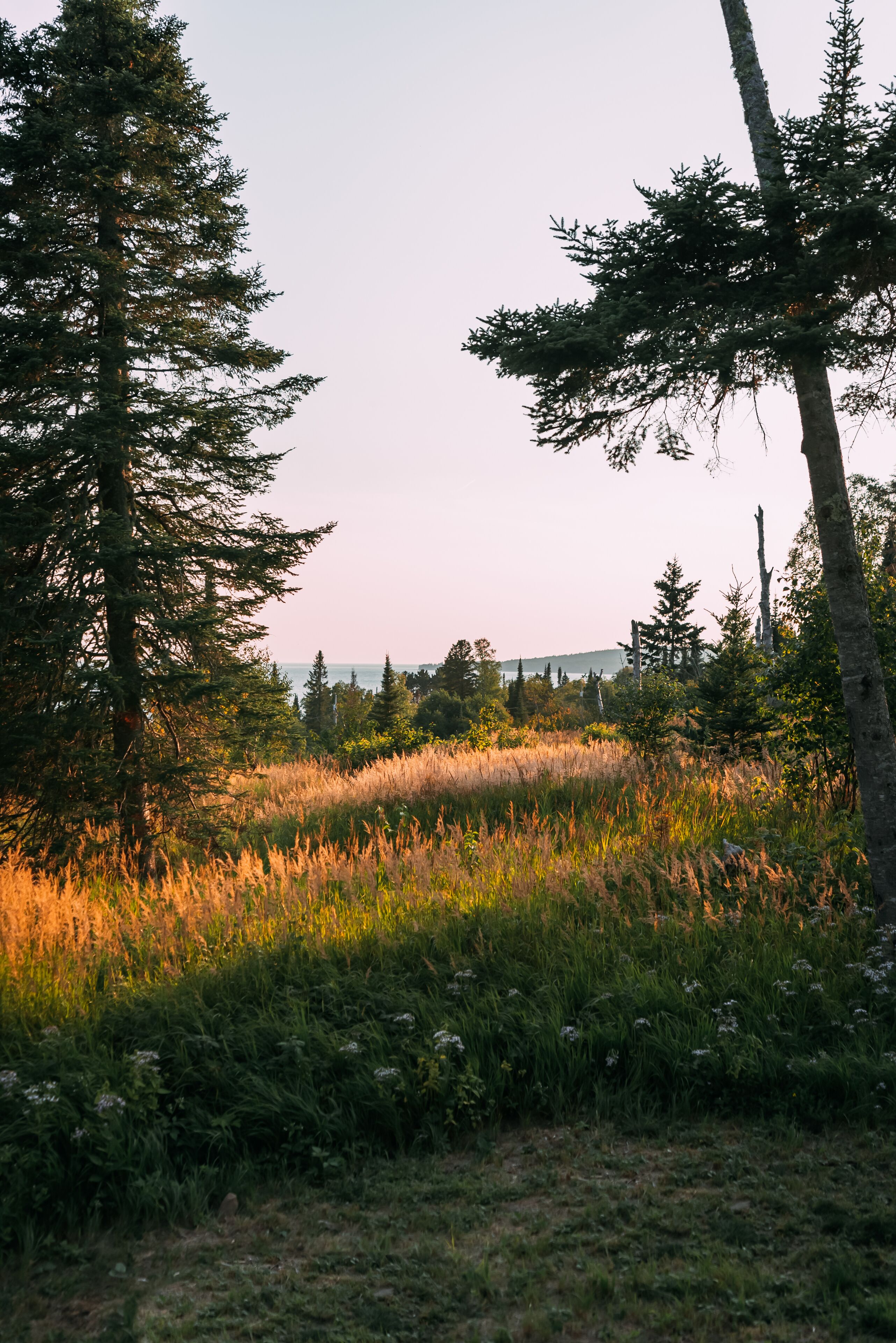 A natural landscape with tall trees and a field of grass.