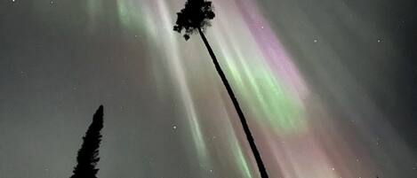 A night sky with the Northern Lights and silhouettes of trees.
