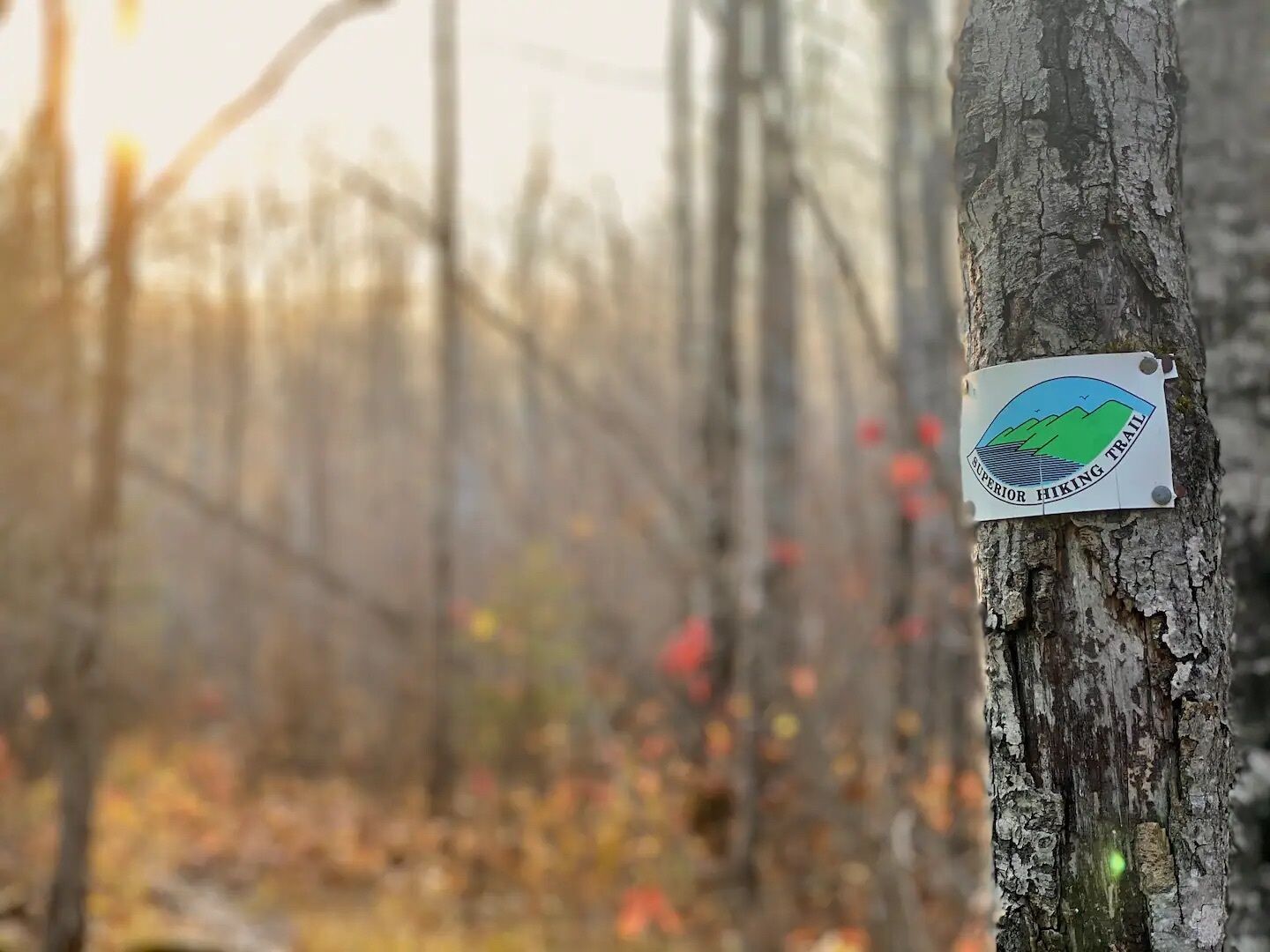 Un letrero en el tronco de un árbol con el texto 'Superior Hiking Trail'.