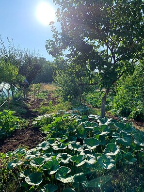Property grounds - Serbian Farmhouse with vegetable & fruit garden (Sivac)