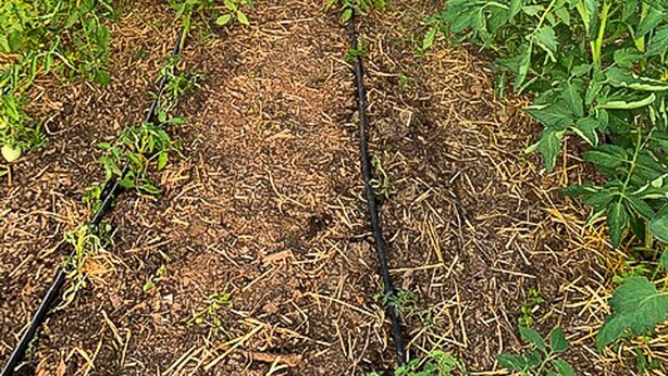 Et drivhus med rækker af planter, en tydelig sti i midten og et nettag.