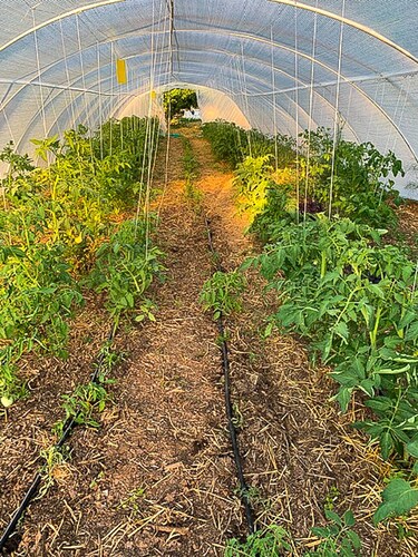 Serbian Farmhouse with vegetable & fruit garden