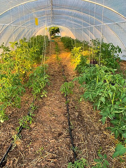 Serbian Farmhouse with vegetable & fruit garden