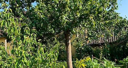 Serbian Farmhouse with vegetable & fruit garden