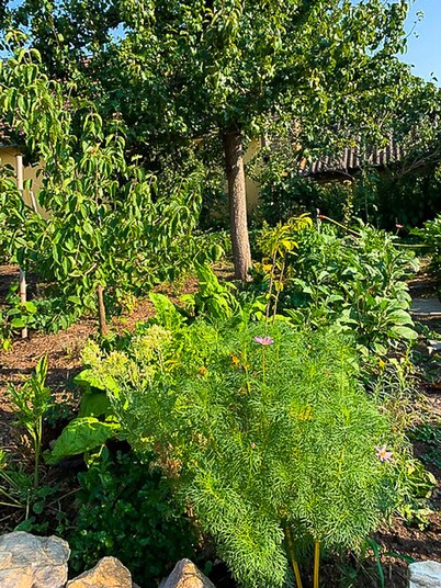 Serbian Farmhouse with vegetable & fruit garden
