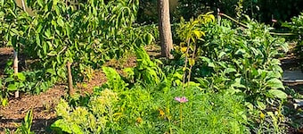 Serbian Farmhouse with vegetable & fruit garden