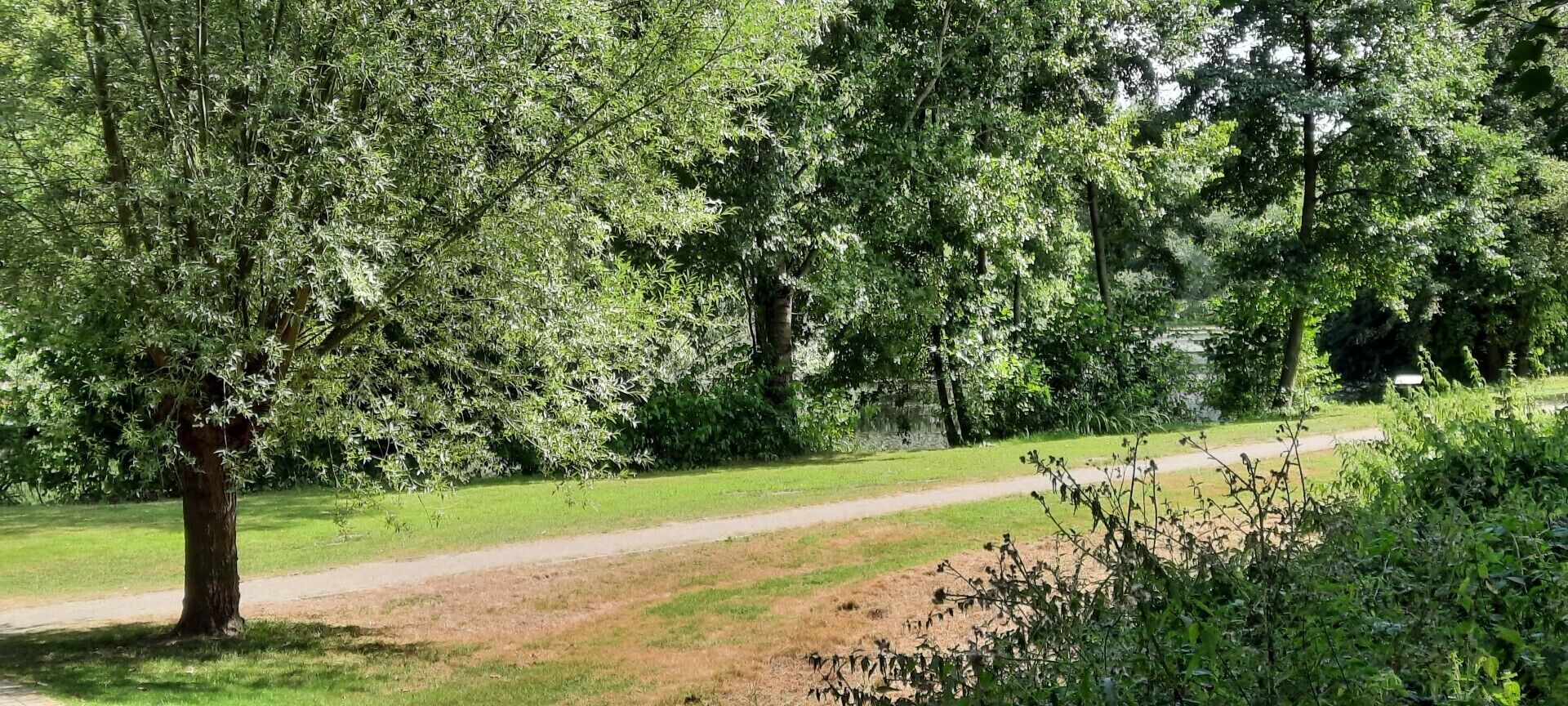 A pathway through a park with dense trees and a grassy area.