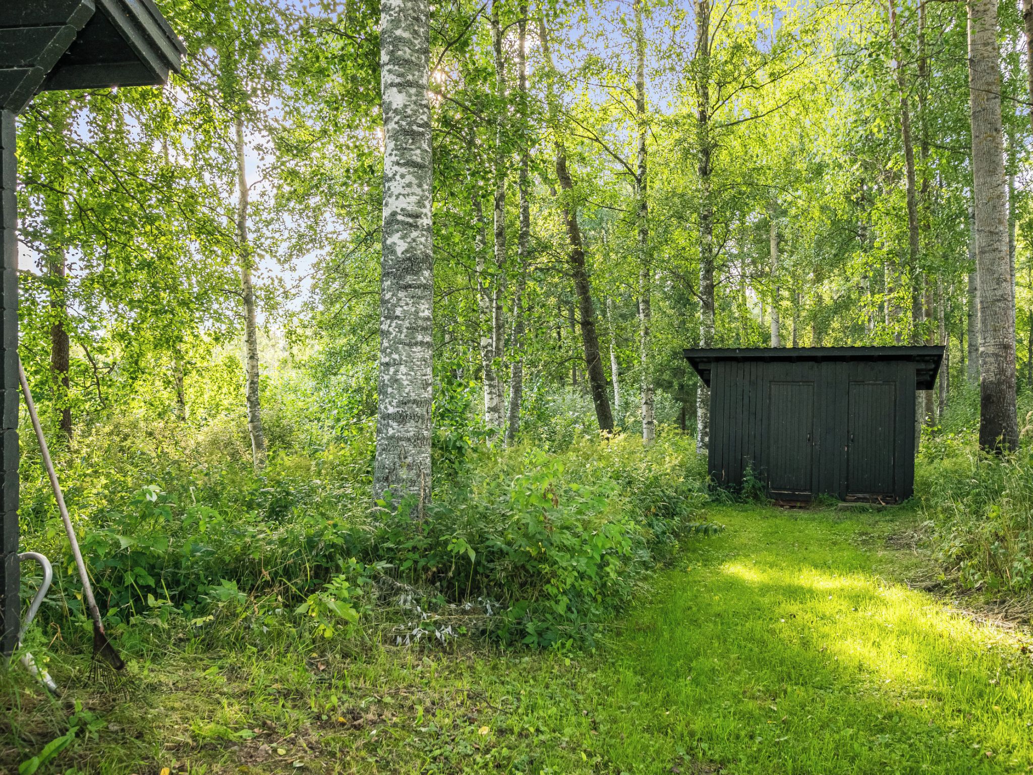 A forested area with a small wooden structure, likely a shed or storage, surrounded by tall trees and dense underbrush.