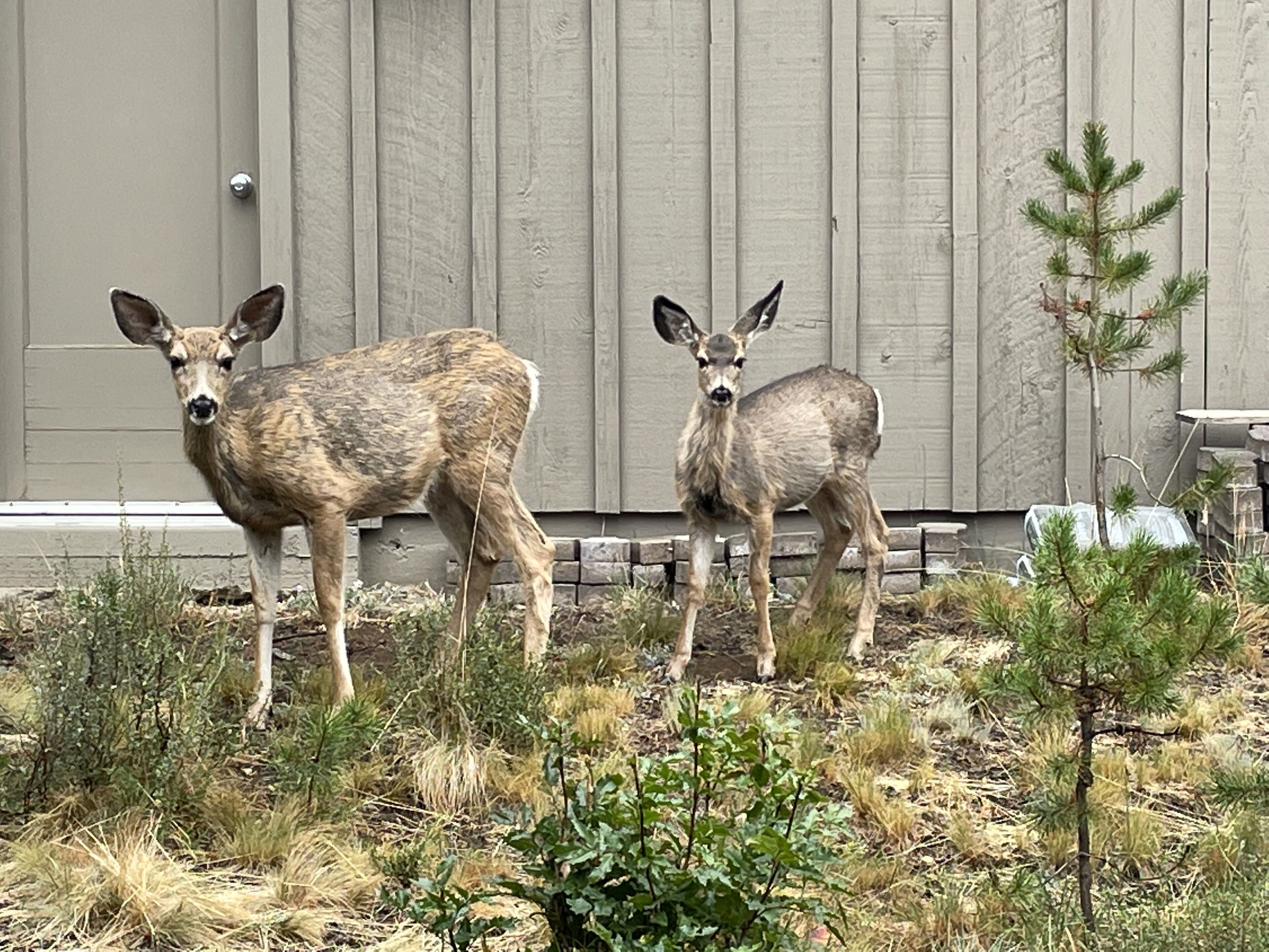 Two deer standing in front of a building with a wooden fence and a small tree.