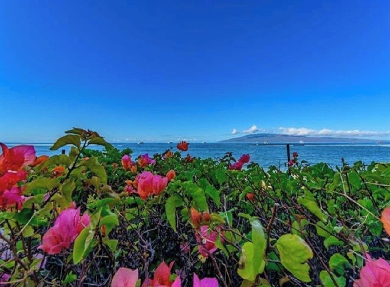 A coastal landscape with vibrant pink flowers in the foreground and a clear blue sky.