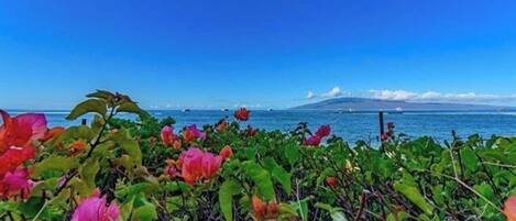 A coastal landscape with vibrant pink flowers in the foreground and a clear blue sky.
