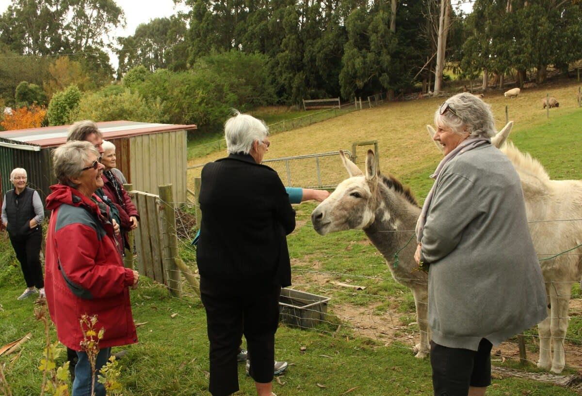 A group of people interacting with a donkey in a fenced outdoor area with trees in the background.