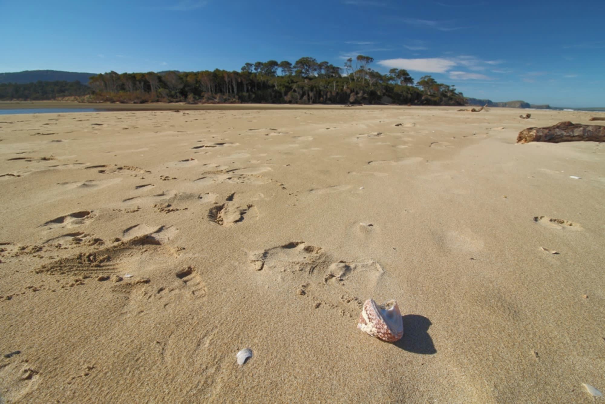 A sandy beach with footprints and a seashell.