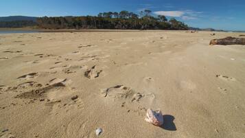 A sandy beach with footprints and a seashell.