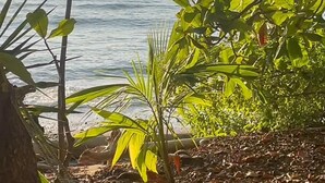 A coastal view with a beach, vegetation, and a clear sky. - Surrounded By Trees In Front Of The Sea (Cóbano)