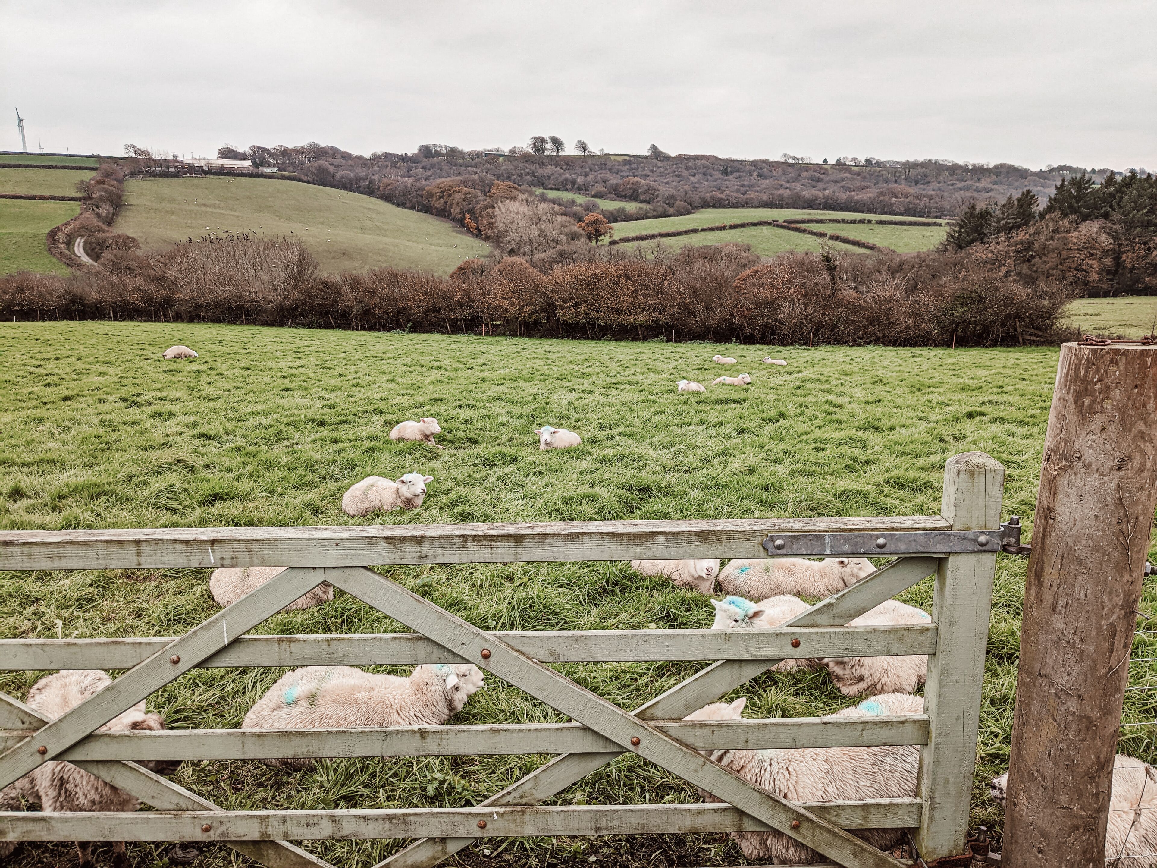 A rural landscape with a wooden gate, sheep grazing in a field, and rolling hills in the background.