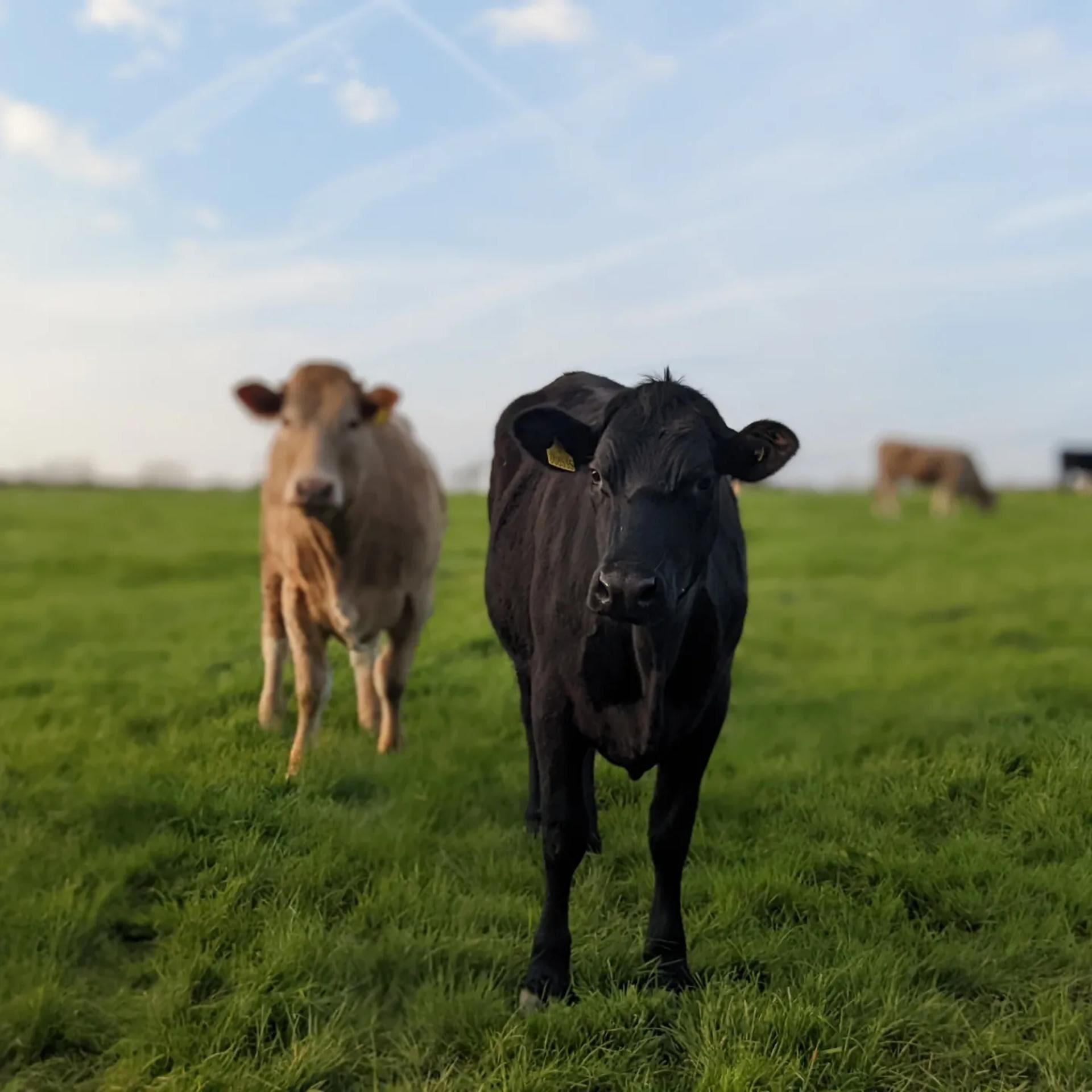 A grassy field with cows.